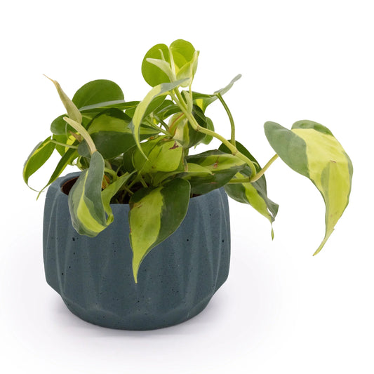 Flute 6" Tabletop Planter - Fluent Trends