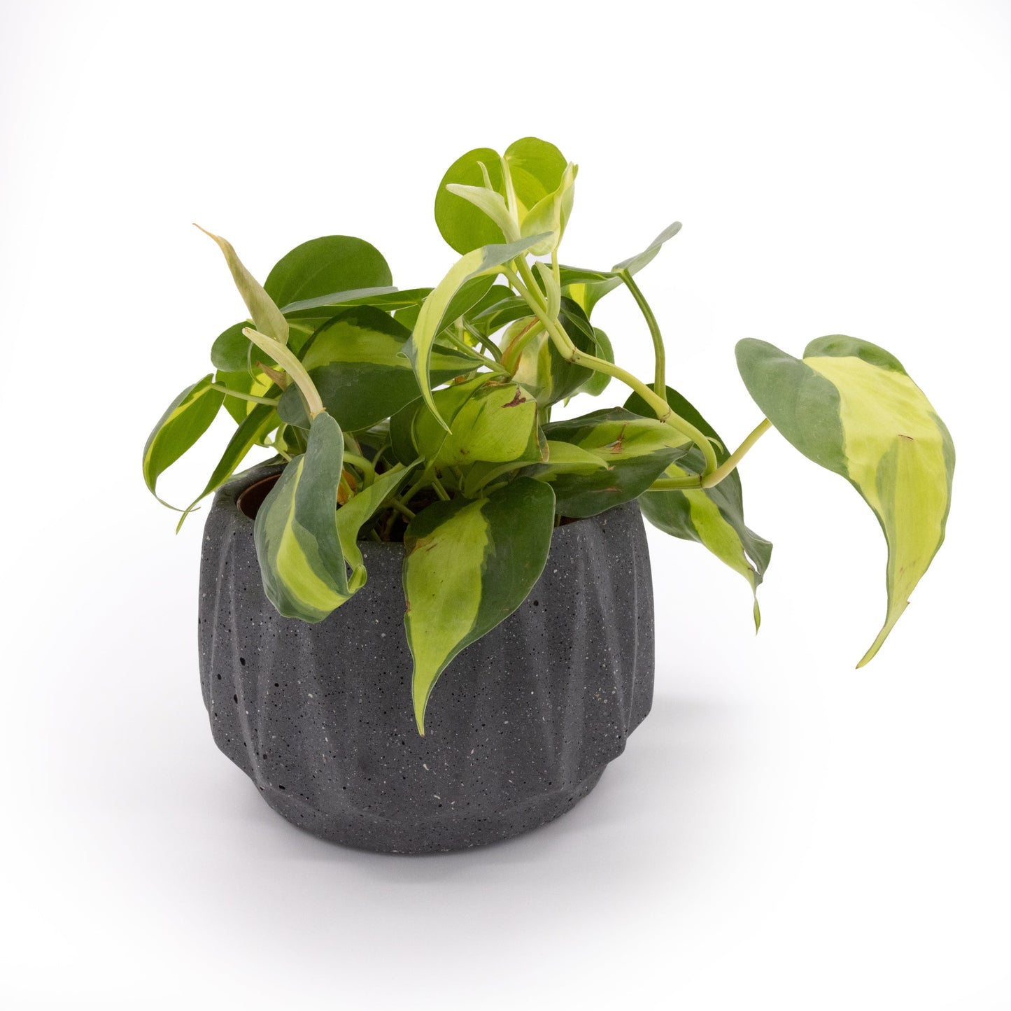 Flute 6" Tabletop Planter