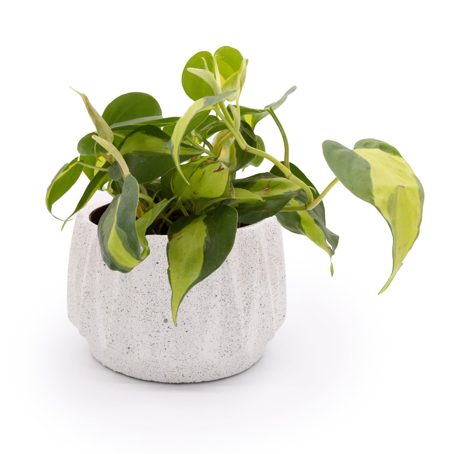 Flute 6" Tabletop Planter