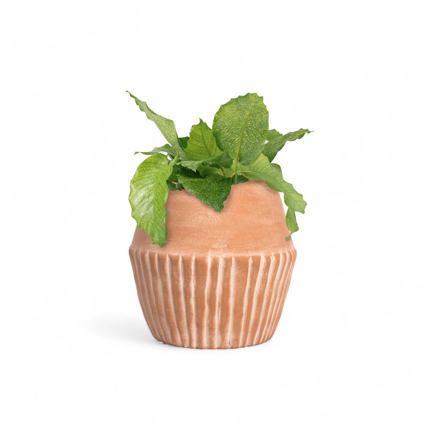Valentina Planter - Fluent Trends
