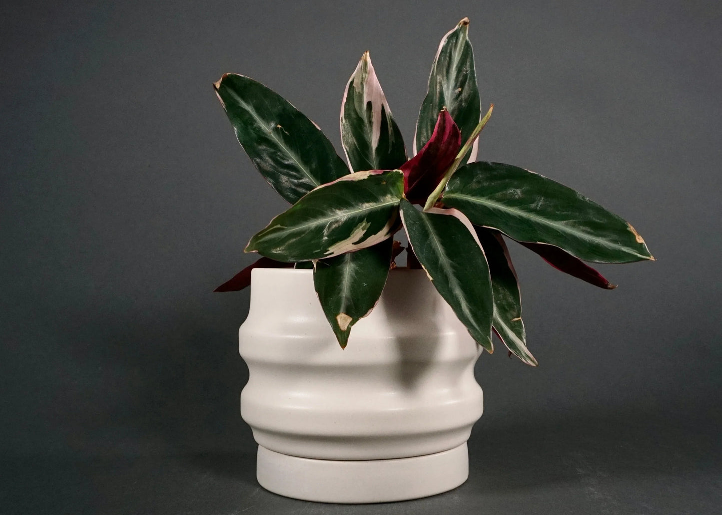 Primera Ceramic Planter - Modern Ridged Plant Pot with Drainage