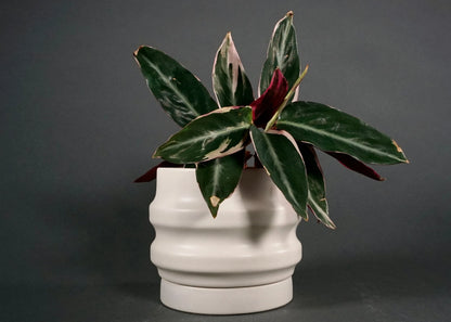 Primera Ceramic Planter - Modern Ridged Plant Pot with Drainage