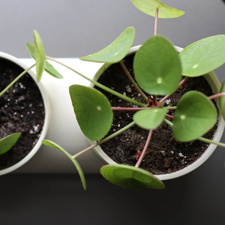 Misewell Handcrafted Ceramic Double Planter - Modern Indoor Two-Plant Pot for Succulents, Made in USA - Fluent Trends