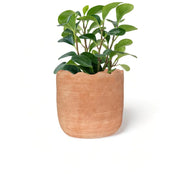 Wavy Planter - Large - Fluent Trends