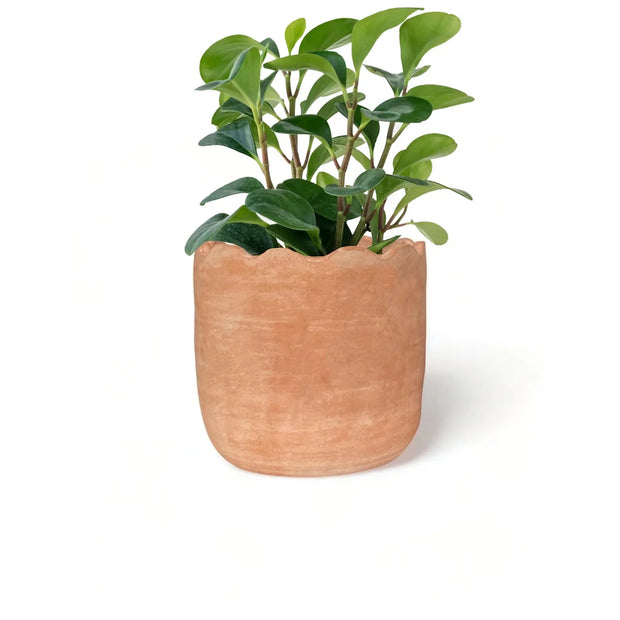 Wavy Planter - Large - Fluent Trends
