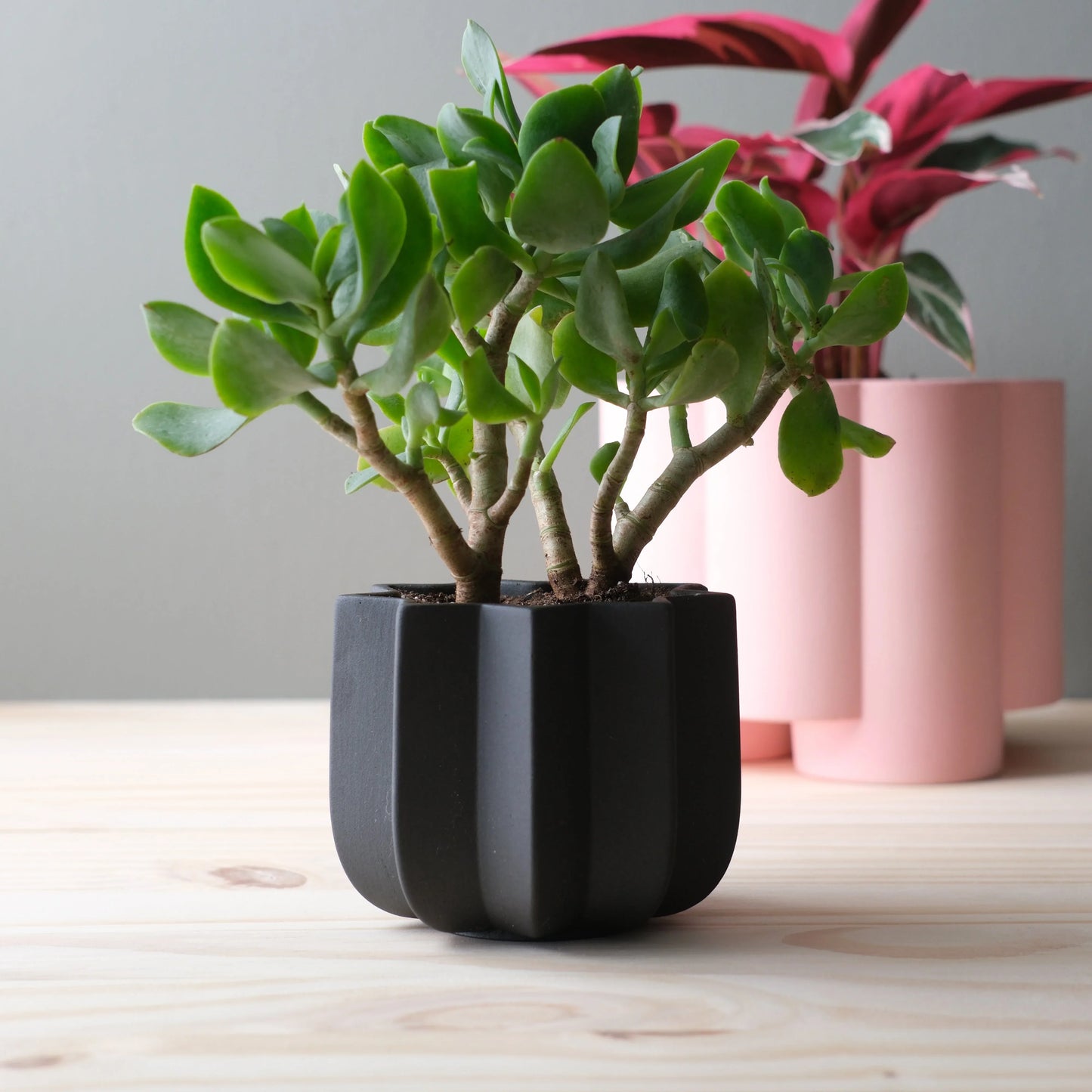 Black Wrap Planter with jade plant on light pine wood surface beside pink cylindrical vase and red bromeliad

