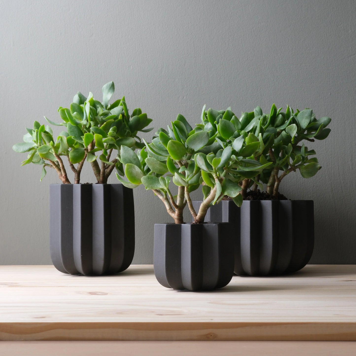 Three Black Wrap Planters with jade plants grouped in small medium and large sizes on light pine wood surface against gray wall

