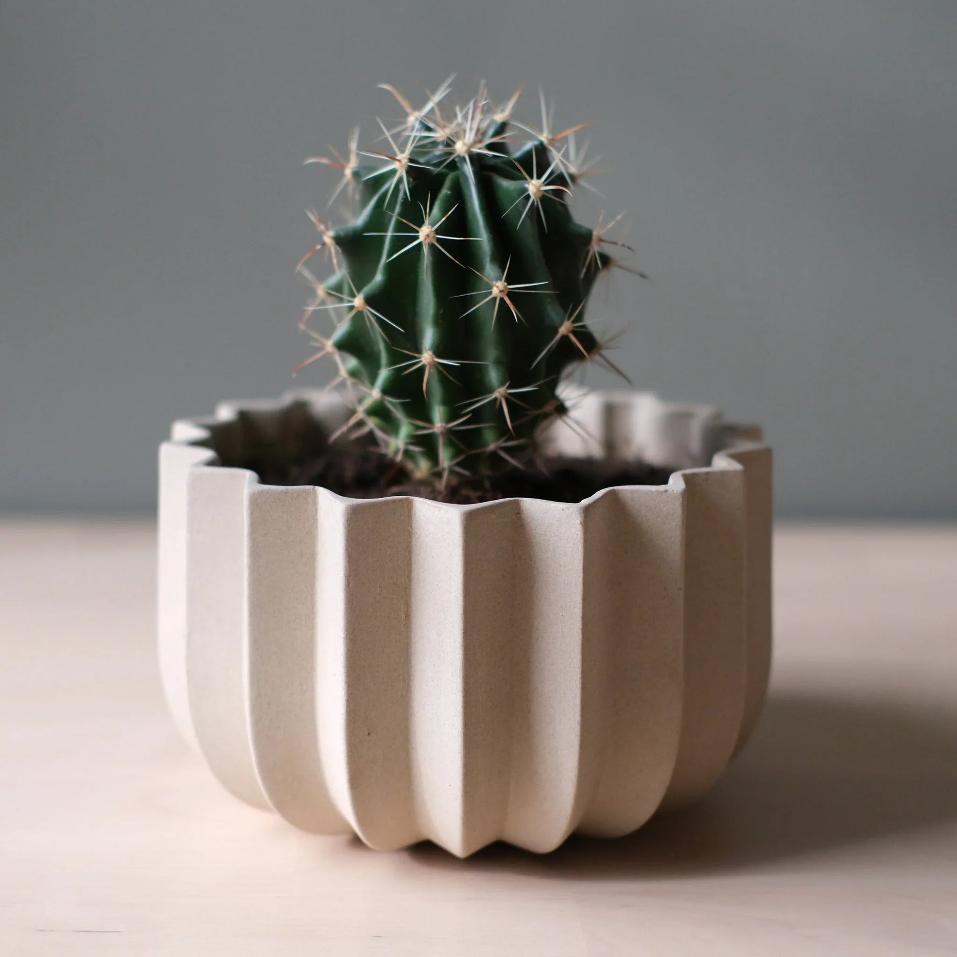Dune Wrap Planter with barrel cactus on light wood surface showing sculptural ridge detail