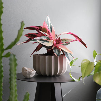 Dune Wrap Planter with pink and green tropical plant styled on black side table beside cactus and trailing pothos

