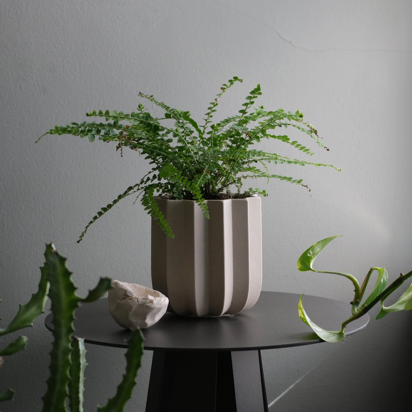Dune Wrap Planter with lush fern on black side table beside cactus and aloe against gray wall

