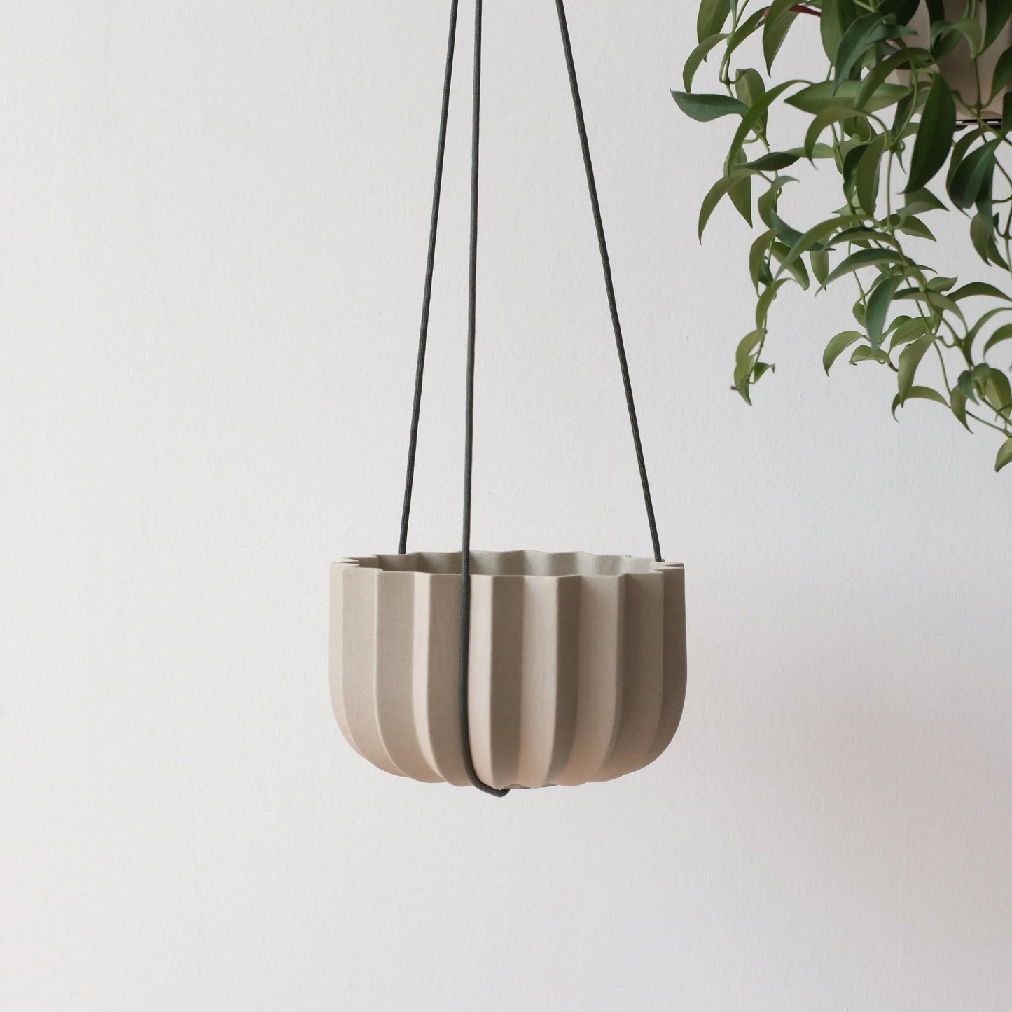 Dune Wrap Planter hanging with black cord kit beside trailing green ficus against white wall

