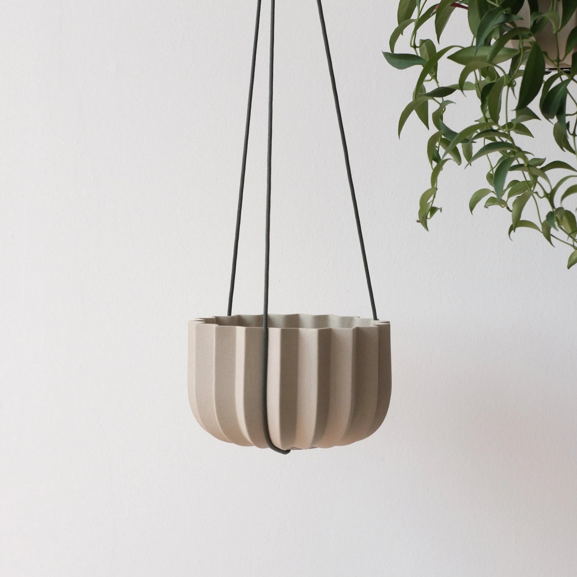 Dune Wrap Planter hanging with black cord kit beside trailing green ficus against white wall

