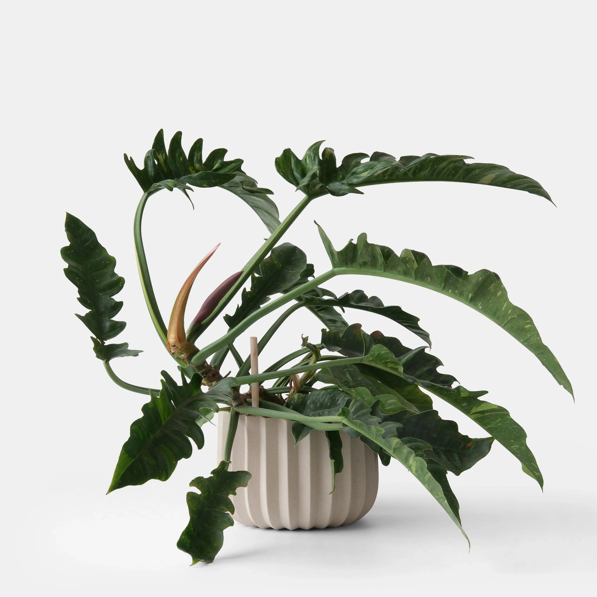 Dune, large philodendron, white studio Dune Wrap Planter with large philodendron on white studio background showing full sculptural form