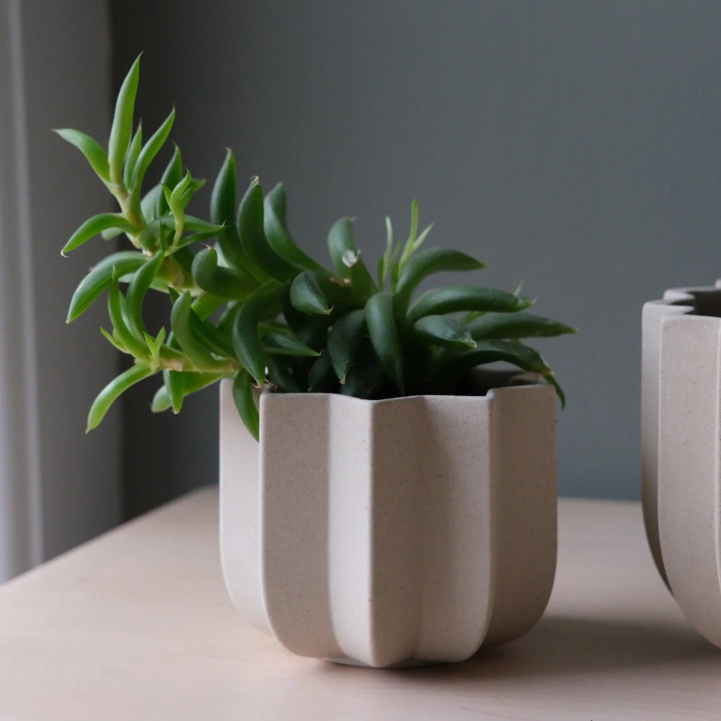 Dune Wrap Planter with succulent and trailing green plant on light wood surface against slate gray wall

