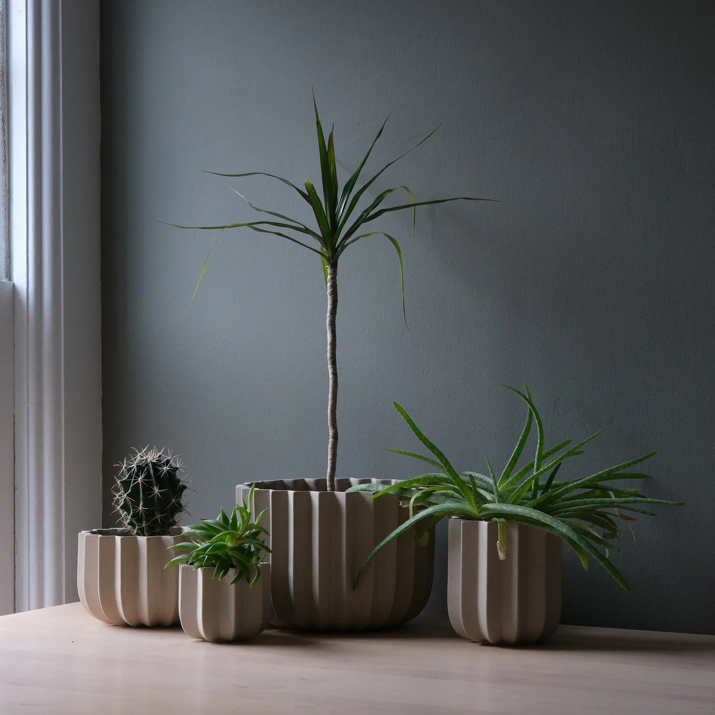 Three Dune Wrap Planters in small medium and large sizes grouped with cactus yucca and aloe on light wood surface against slate blue wall