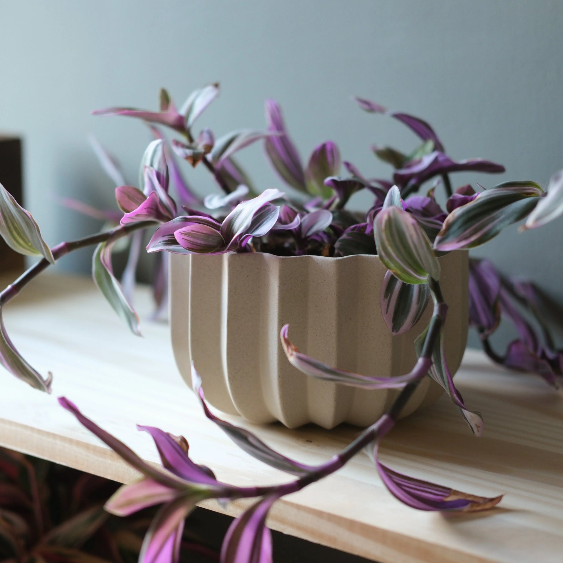 Dune Wrap Planter with trailing purple wandering dude plant on oak wood shelf against blue-gray wall