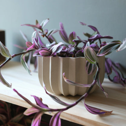 Dune Wrap Planter with trailing purple wandering dude plant on oak wood shelf against blue-gray wall
