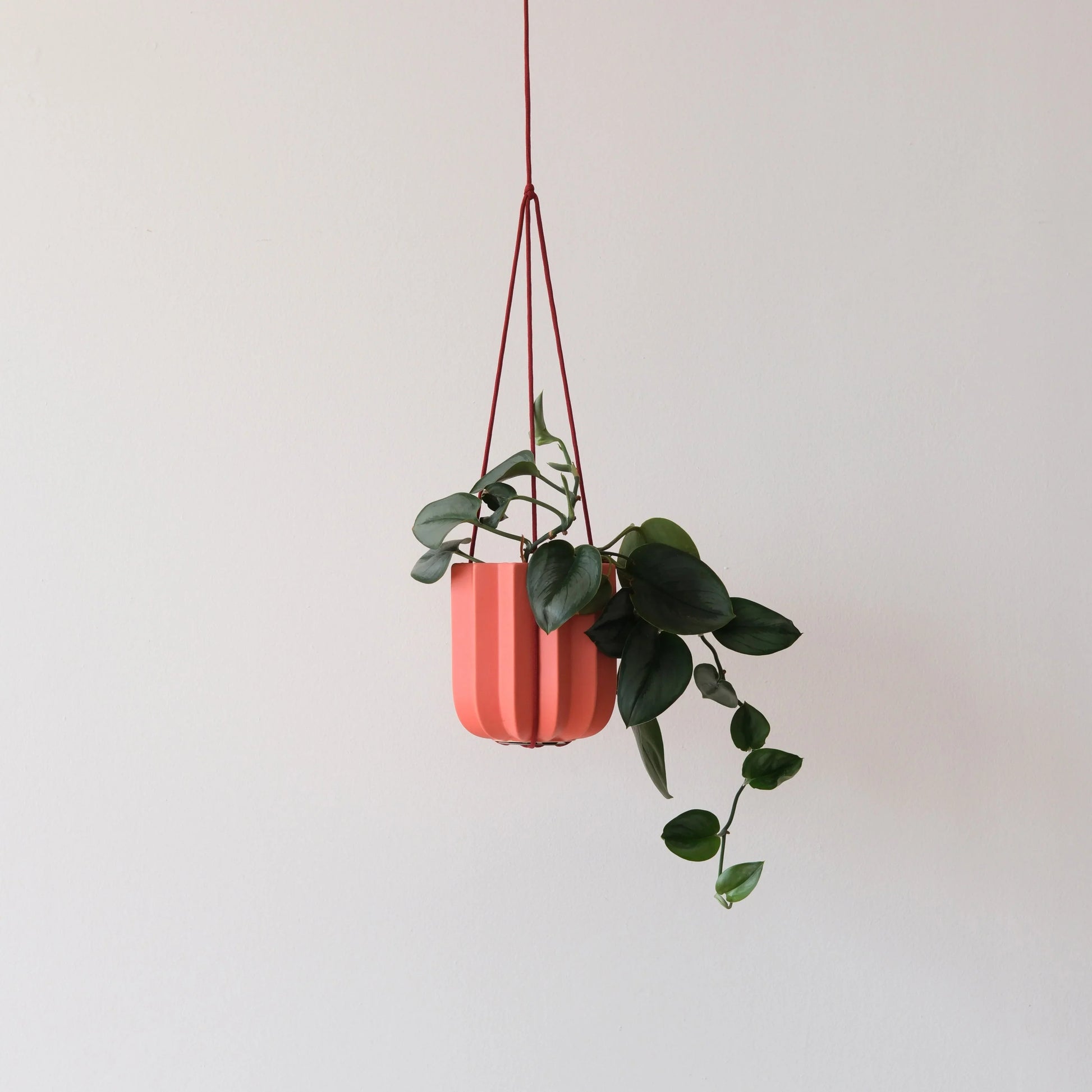 Dark red wrap hanging kit suspending a ribbed ceramic planter with trailing peperomia against a neutral wall

