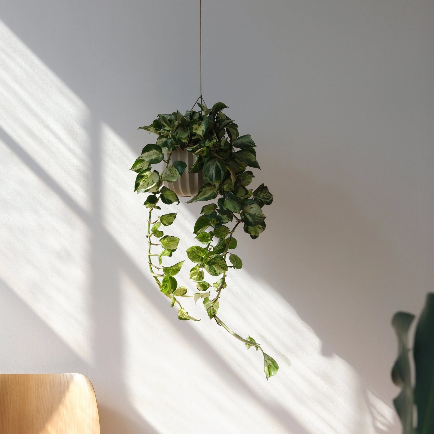 Wrap hanging kit suspending a ceramic planter with trailing pothos in a sunlit modern interior

