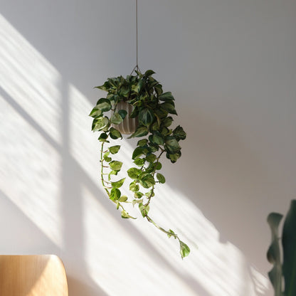 Wrap hanging kit suspending a ceramic planter with trailing pothos in a sunlit modern interior

